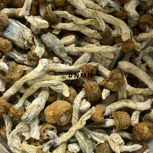 Vietnamese Magic Mushroom - Online Dispensary Canada - Dispensary Near Me Now