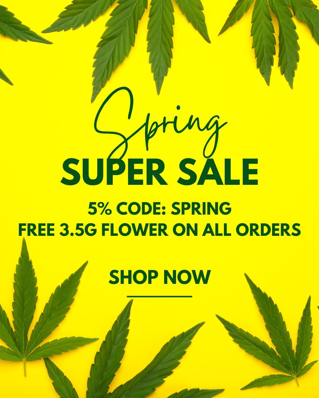 Mobile spring super sale banner for dispensary near me with 5 percent discount code SPRING and free 3.5g flower