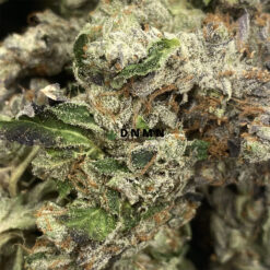 Black Tuna - Online Dispensary Canada - Dispensary Near Me Now