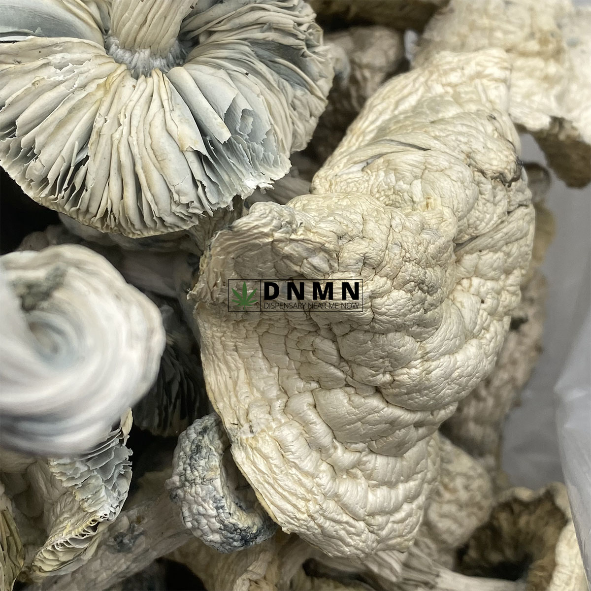 Atlantic Treasure Coast Magic Mushrooms - Online Dispensary Canada - Dispensary Near Me Now