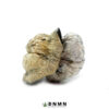 Blue Ghost Magic Mushrooms - Buy Weed Online - Dispensary Near Me Now