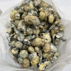 Blue Ghost Magic Mushrooms - Cheap Weed Canada - Dispensary Near Me Now