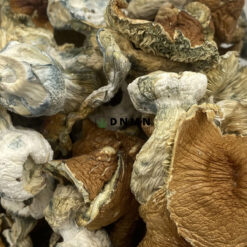 Full Moon Party Magic Mushrooms - Online Dispensary Canada - Dispensary Near Me Now