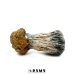 Golden Penis Envy Magic Mushrooms - Buy Weed Online - Dispensary Near Me Now