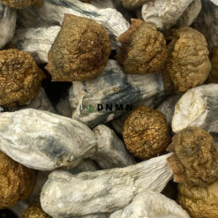 Golden Penis Envy Magic Mushrooms - Online Dispensary Canada - Dispensary Near Me Now