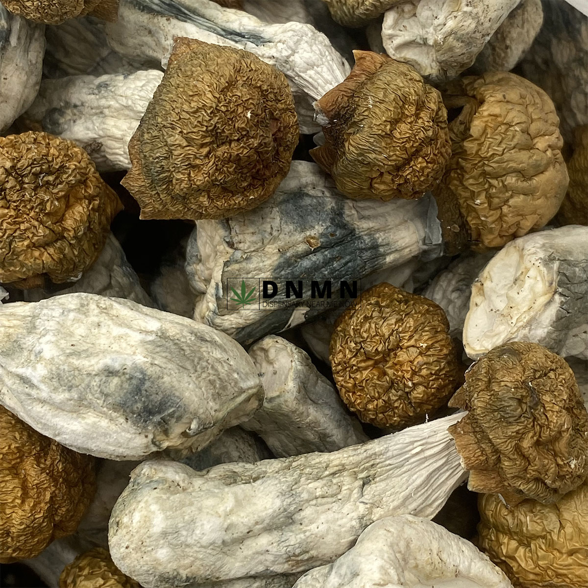 Golden Penis Envy Magic Mushrooms - Online Dispensary Canada - Dispensary Near Me Now
