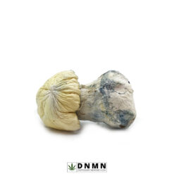 Pearly Gates Magic Mushrooms - Buy Weed Online - Dispensary Near Me Now